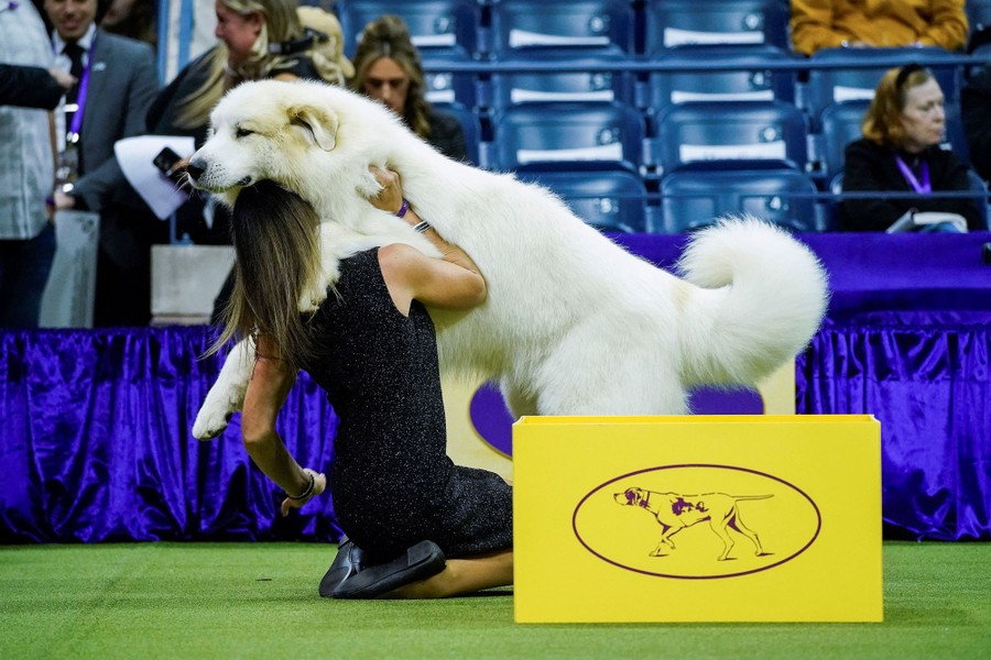 A large dog plays with its handler, who is kneeling on the ground.
