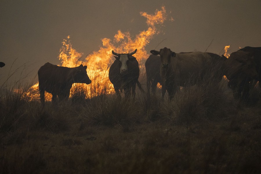 A half-dozen cows stand in a field with fire burning behind them.