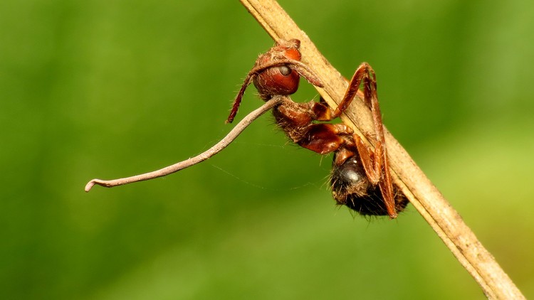 An ant killed by Ophiocordyceps.