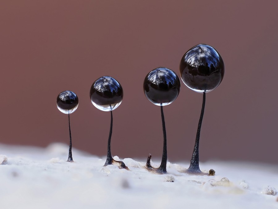 Four globular slime molds sit atop slender stalks.