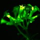 A glowing petunia glows green