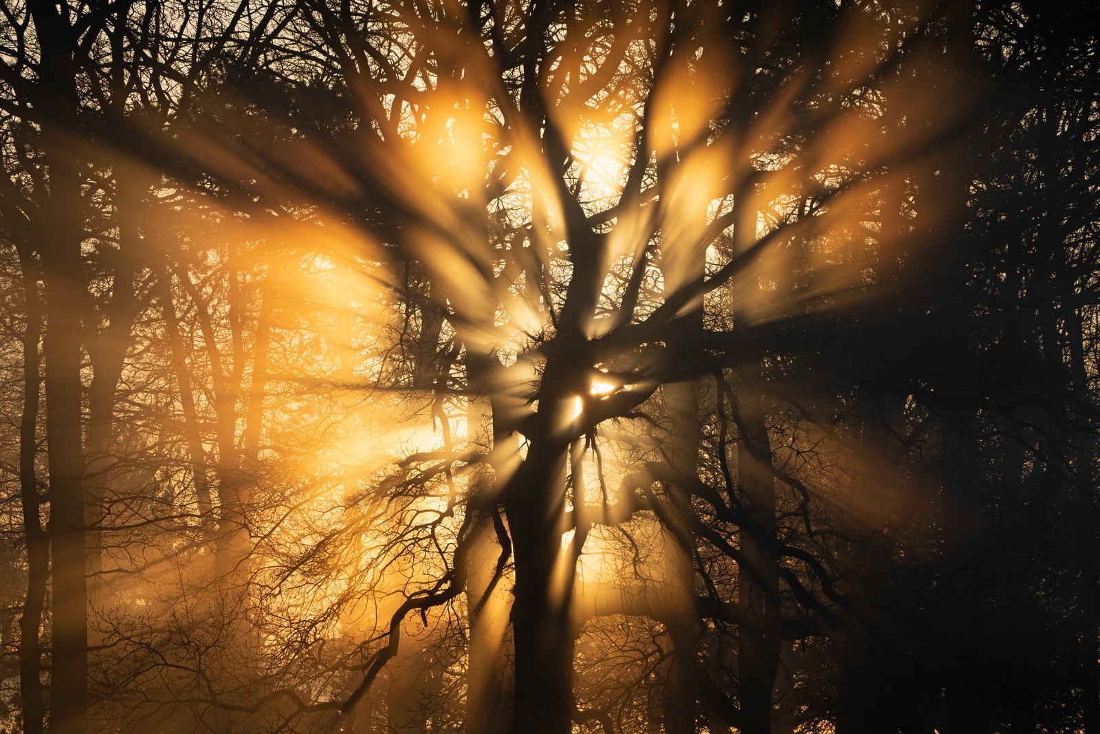 Sunlight shines through tree branches, creating shafts of light in a gentle fog.