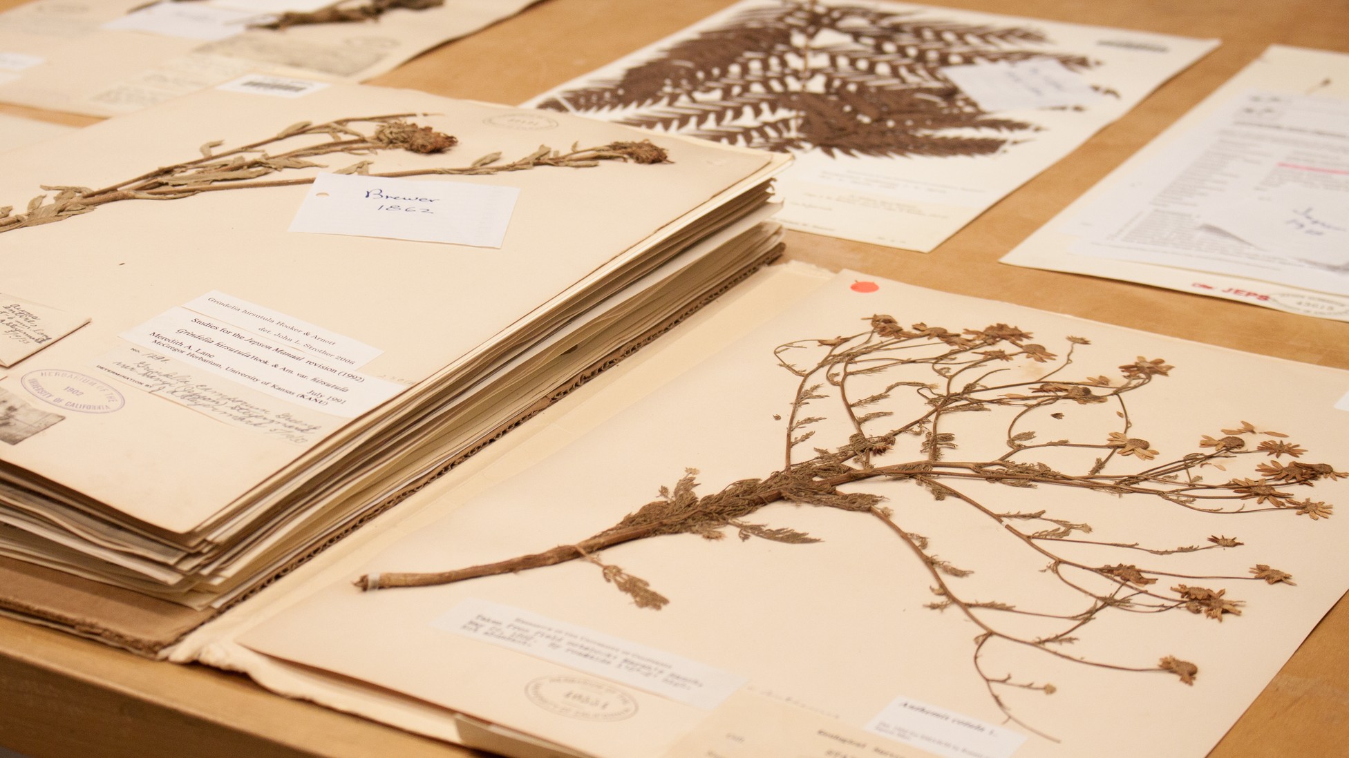 What the University of California's Herbaria Are Teaching Us About