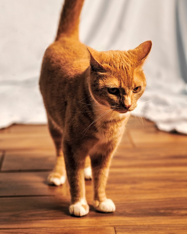 orange tabby cat standing on wood floor