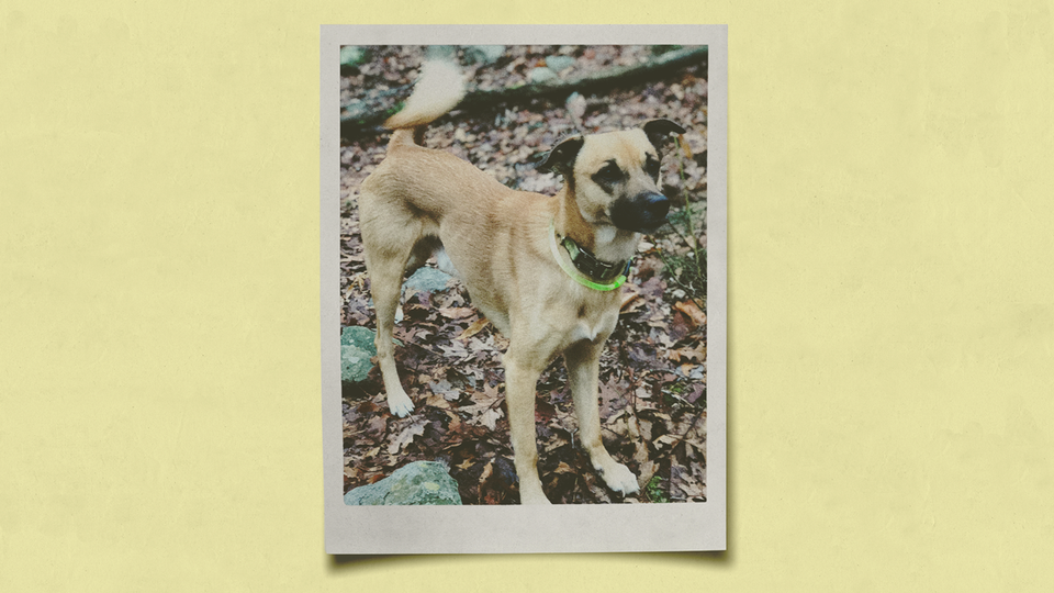 An polaroid photo of a pariah dog set against a yellow background