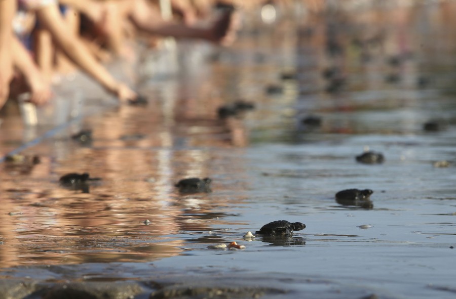 Dozens of tiny turtles make their way into the surf, across a stretch of beach, with a row of people behind them, in the background.