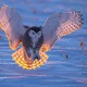 A snowy owl spreads its wings while landing on snow, its feathers backlit by low sun.