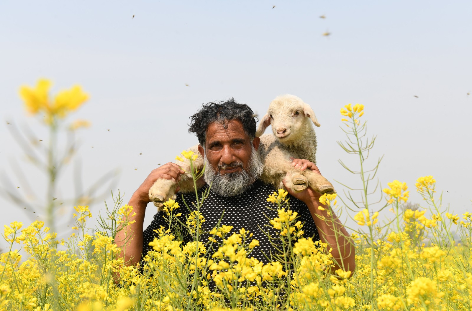 A shepherd carries a lamb on his shoulders as he walks in a field of yellow flowers.