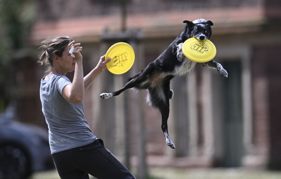 A woman holds a frisbee as a dog leaps past with another frisbee in its mouth.