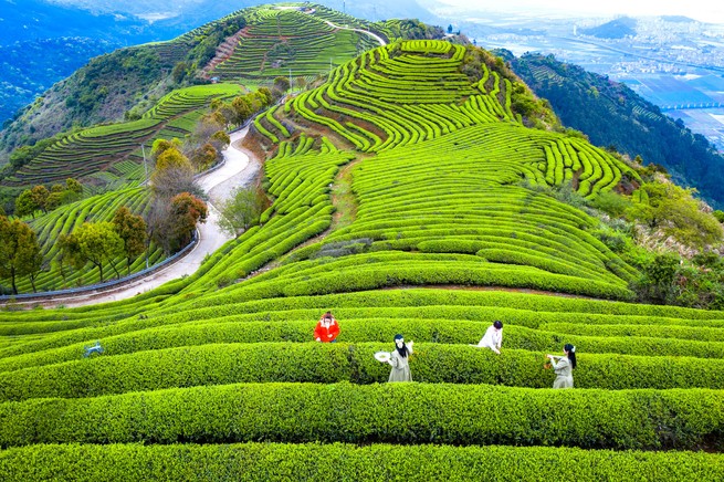 tourists pick tea leaves in Fujian province, China