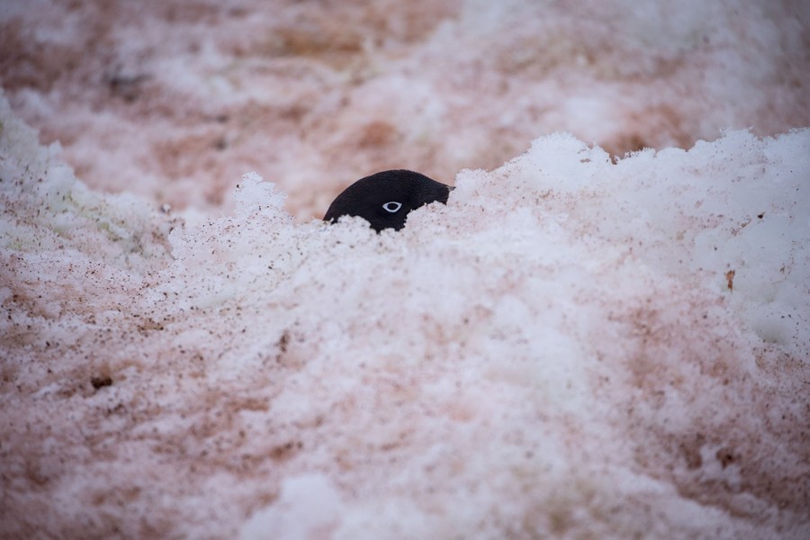 Just the top of a penguin's head is visible as it peeks over a mound of snow.