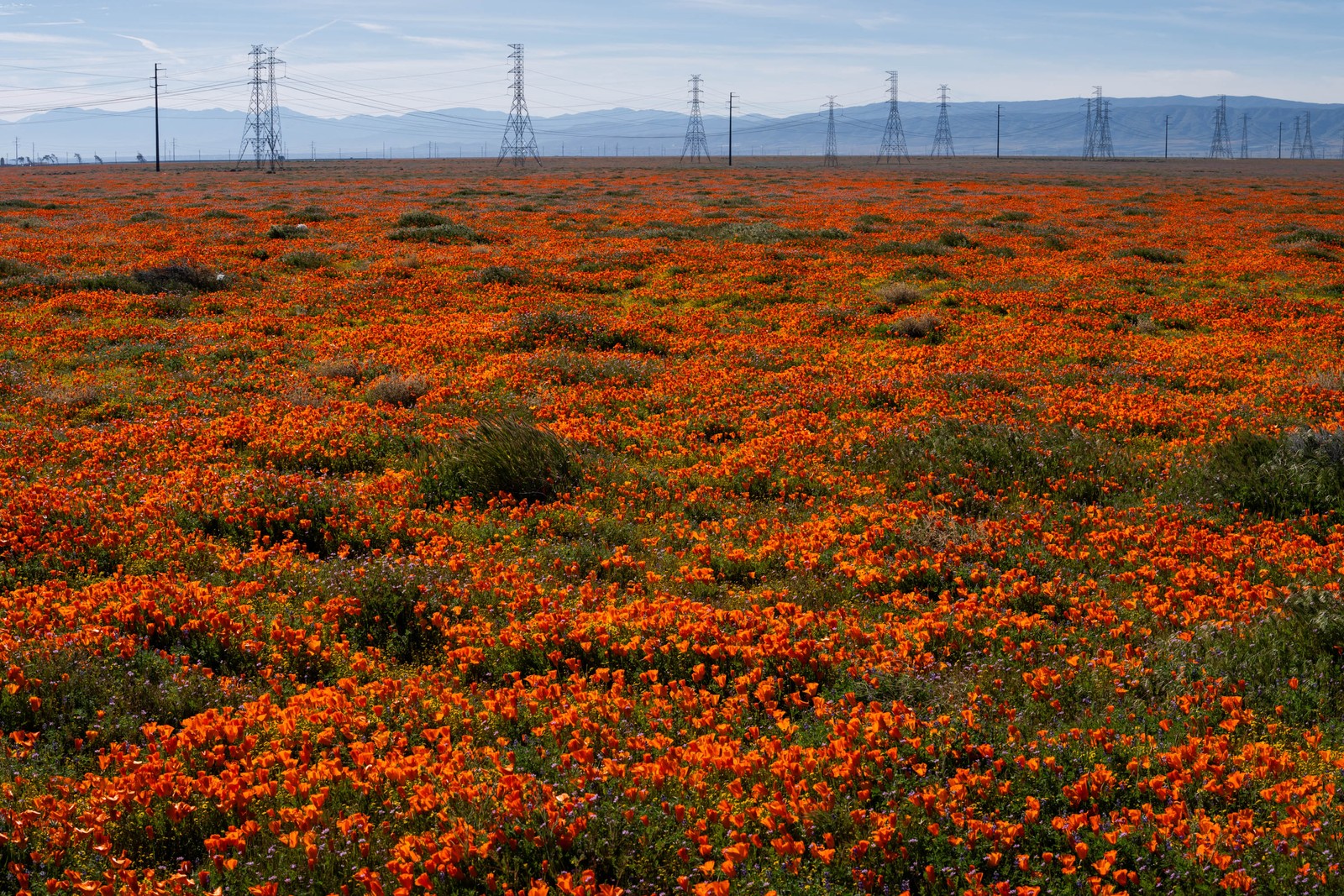 Poppy blossoms cover a wide open field, with mountains and power lines visible in the distance.