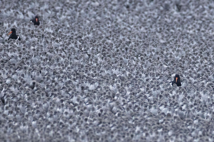 Three larger black birds stand amid an enormous flock of many smaller gray birds.