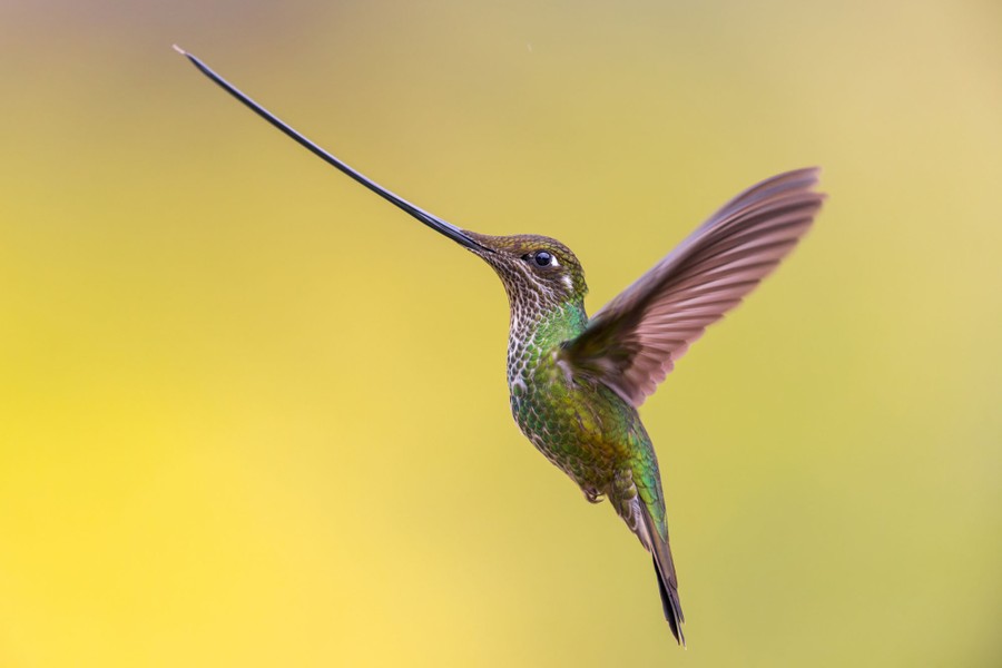 A hummingbird with a long bill, in flight