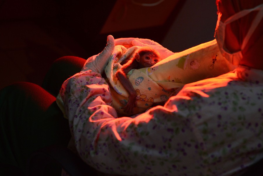 A person holds a small baby gibbon wrapped in a soft blanket.