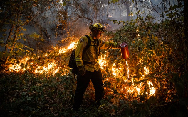 A firefighter lights up dried brush