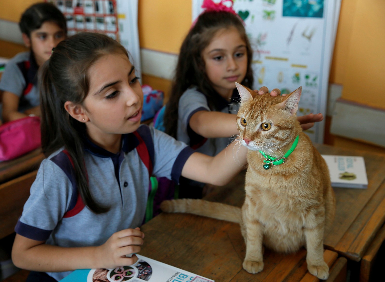 Students in a classroom pet a cat that is sitting on one of their desks.