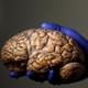 A gloved hand holds a human brain 