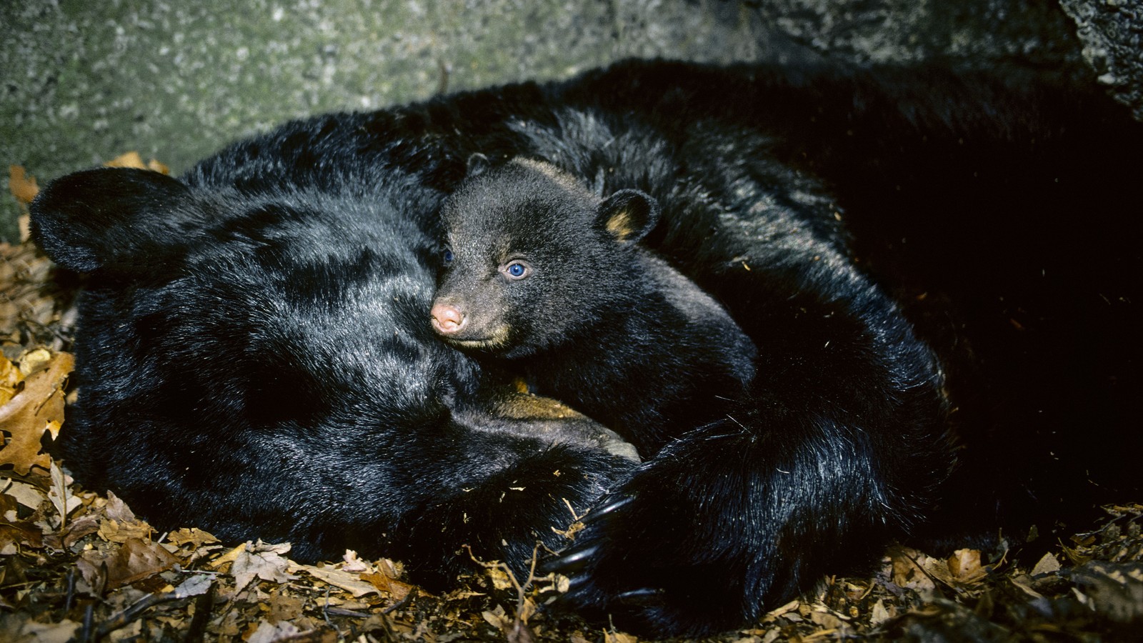 Climate Change Is Messing With Bears' Hibernation Schedules - The Atlantic