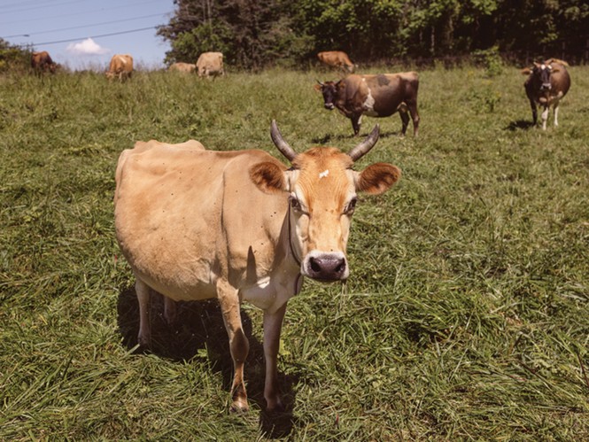 photo of beige cow with horns looking at camera in green field, with rest of herd scattered behind