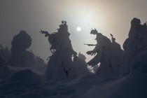 Snow-covered trees, nicknamed "snow monsters," are silhouetted by the sun at the summit of Mount Zao on January 19, 2019, near Yamagata, Japan.