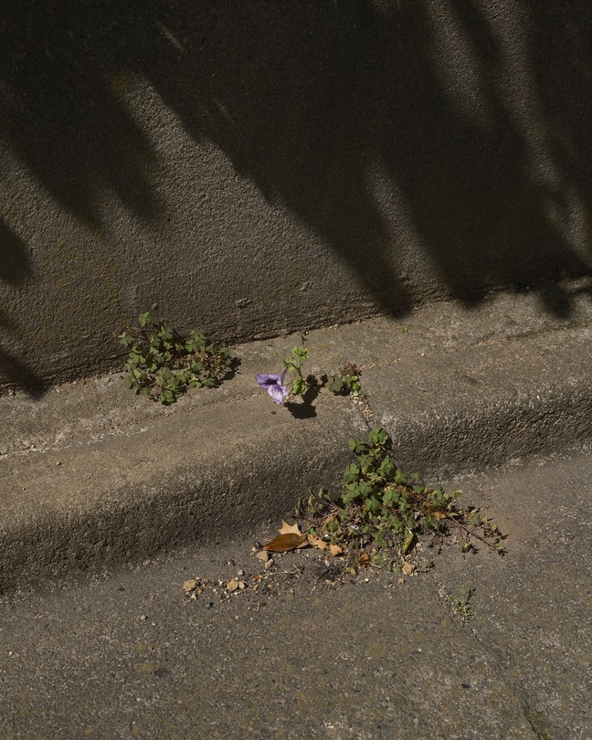 a purple flower growing out of a concrete curb