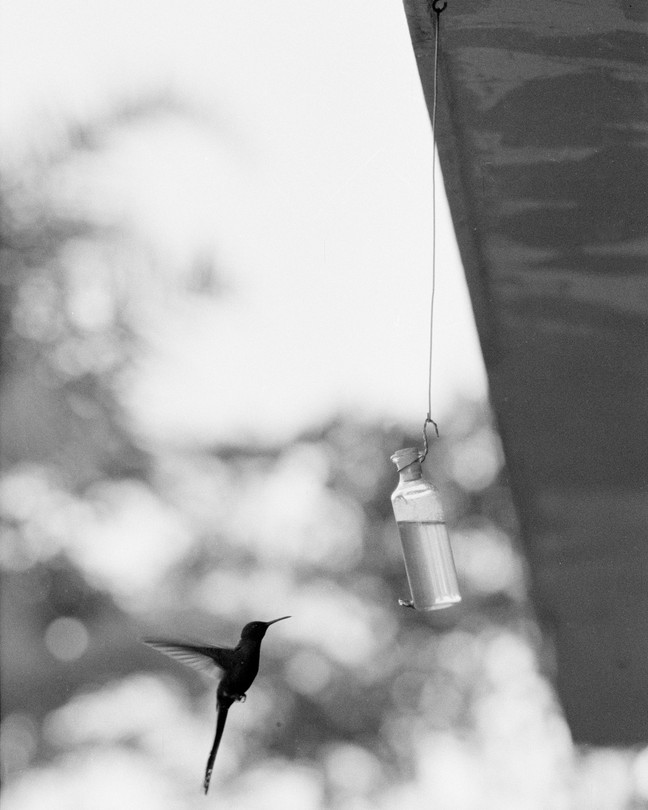 A black and white photo of a hummingbird in the air