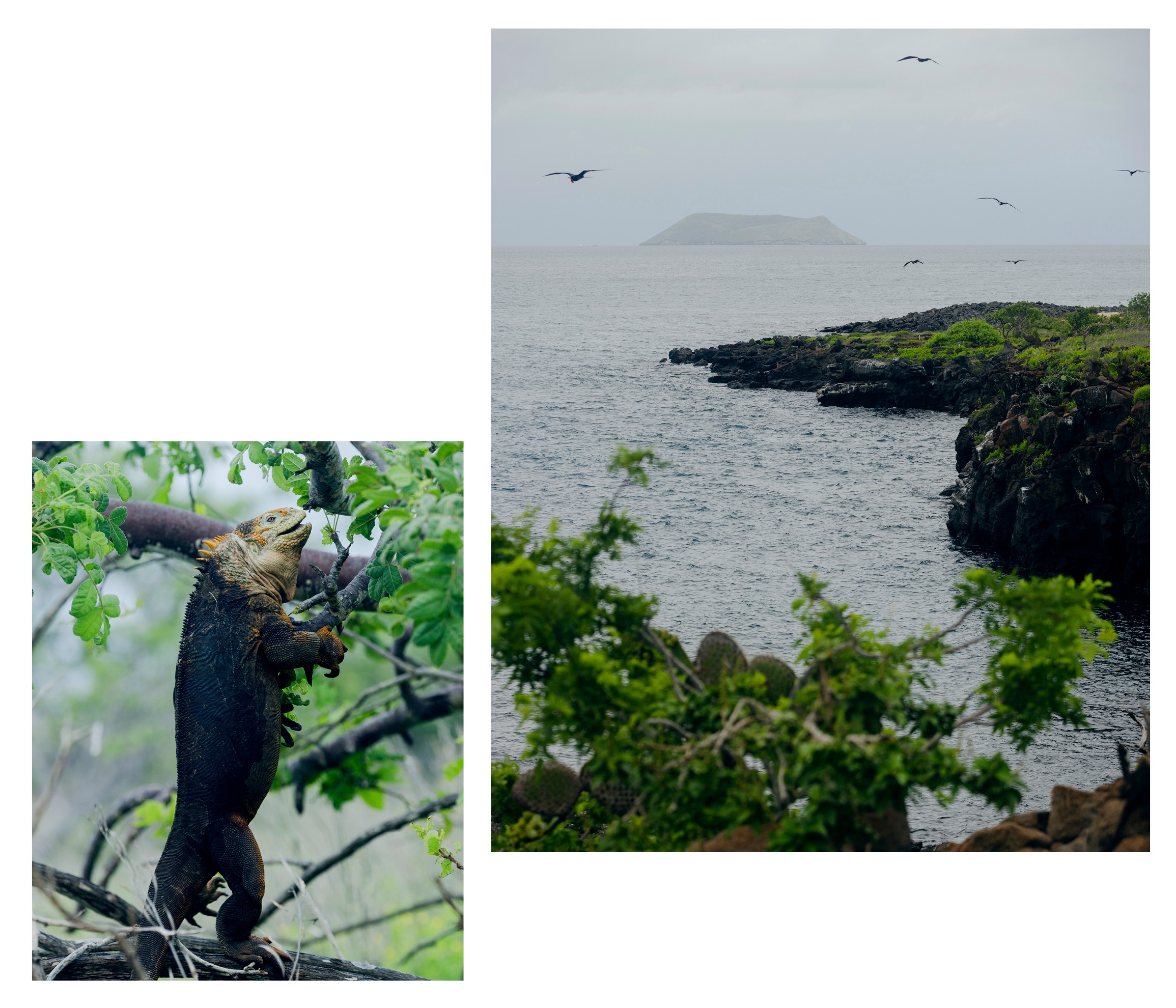 Paradise Revisited 2 photos: large iguana on branch of green tree; birds flying above rocky green shoreline