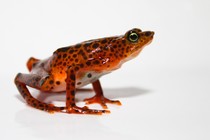 A Toad Mountain harlequin frog