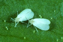 two whiteflies on a leaf