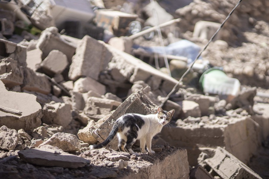 A cat walks through rubble.