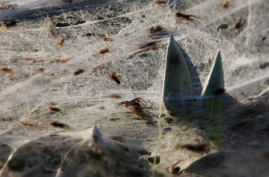 Spider Invasion Leaves Australian Region Covered in Silk Web - Nerdist