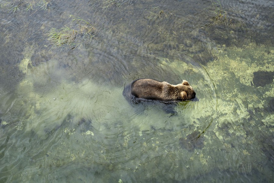 Brown Bears Fishing at Alaska's Brooks Falls - The Atlantic