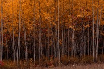 A photo of trees in autumn