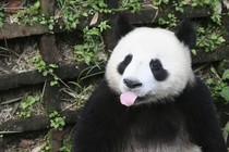 A panda sticking its tongue out