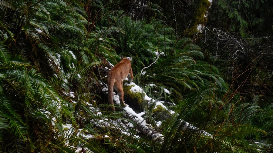A collared cougar walks across snow-covered logs in a a forest.
