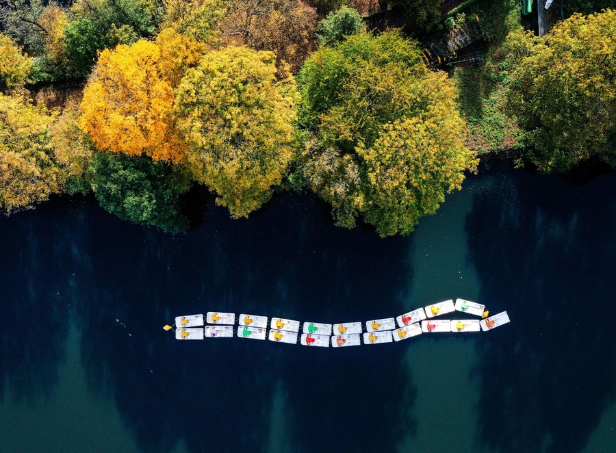 An aerial view of 21 pedal boats tied together in a line, floating in a lake beside a tree-lined shore.