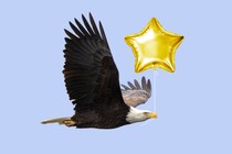 bald eagle carrying a gold star balloon