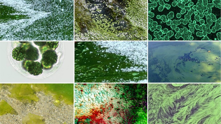 A collage of photographs of algae