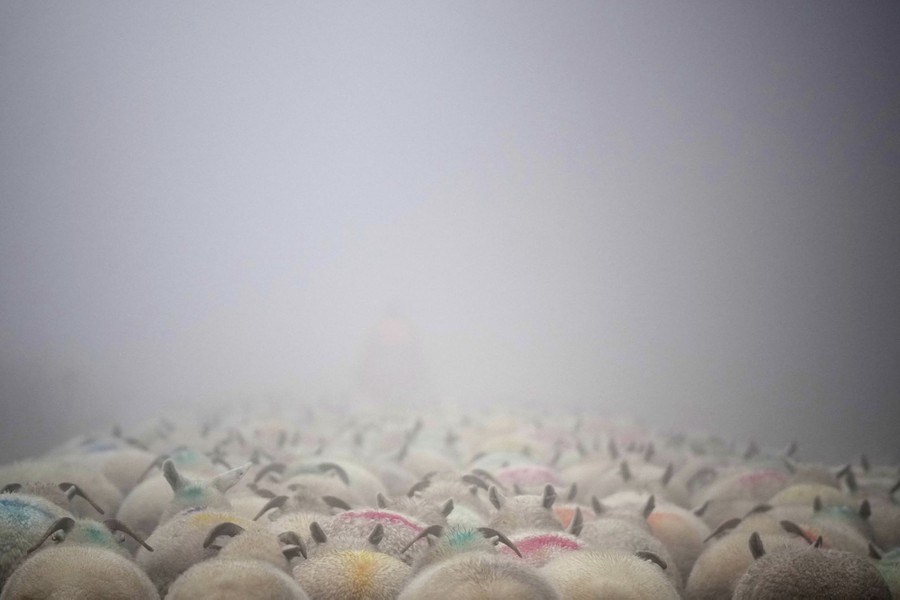 The backs of a flock of sheep on a foggy day