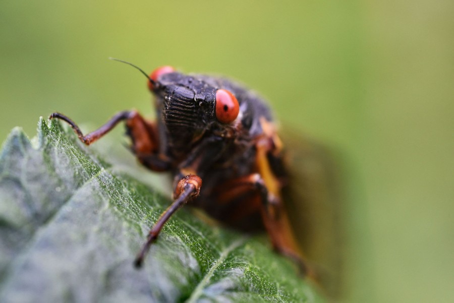 A red-eyed cicada is seen sitting on a leaf.
