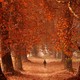 A man walking between trees with red leaves