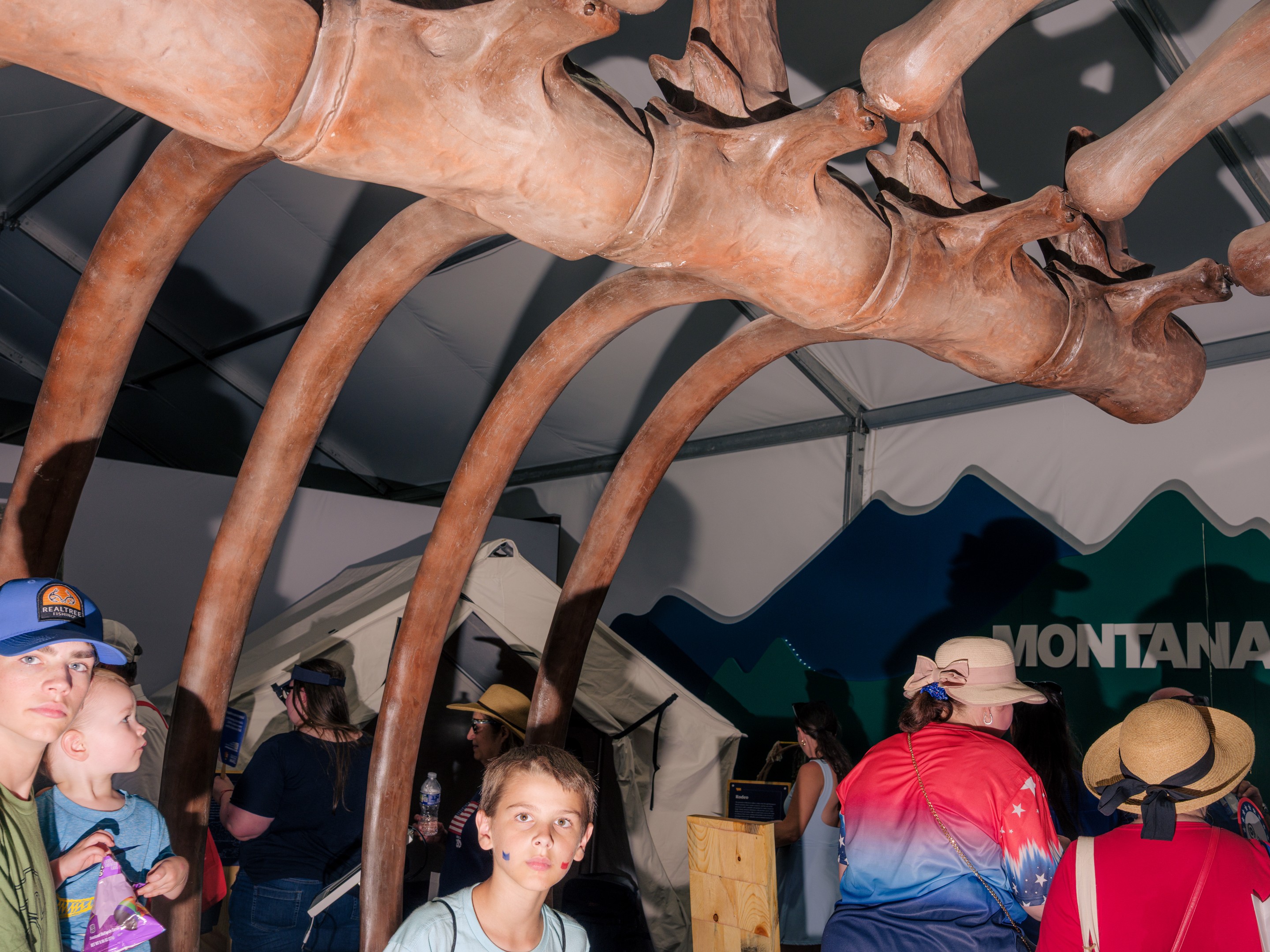 a boy looks at a dinosaur display
