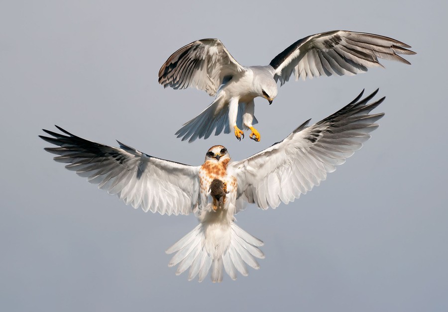 Two white-tailed kites fly near each other, with the lower of the two holding a vole in its talons.