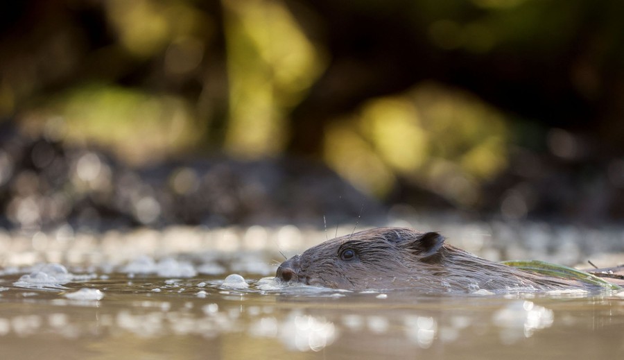 The head of a swimming beaver appears above the surface of a body of water.