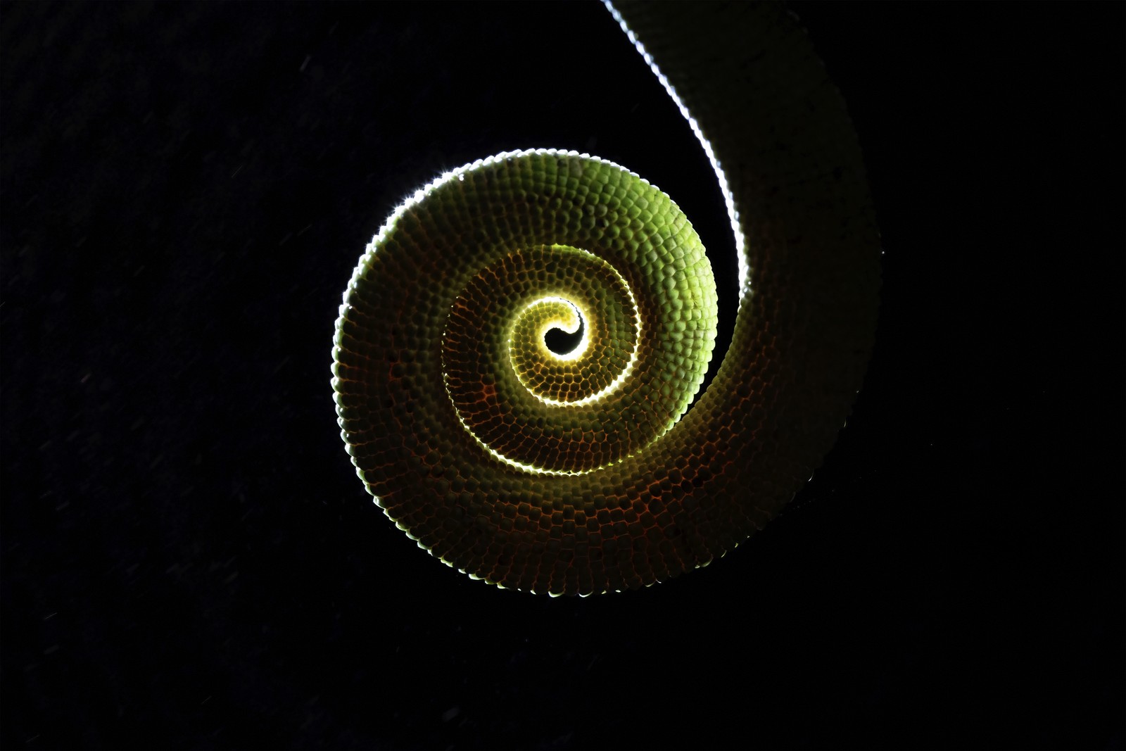 A close view of the tightly-curled tail of a chameleon