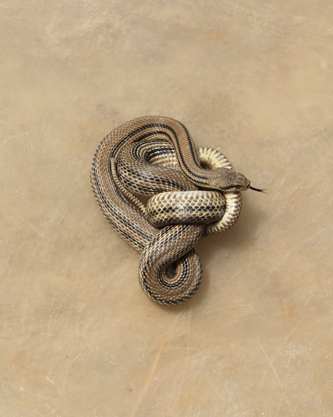 a beige snake twisted around itself against a beige background