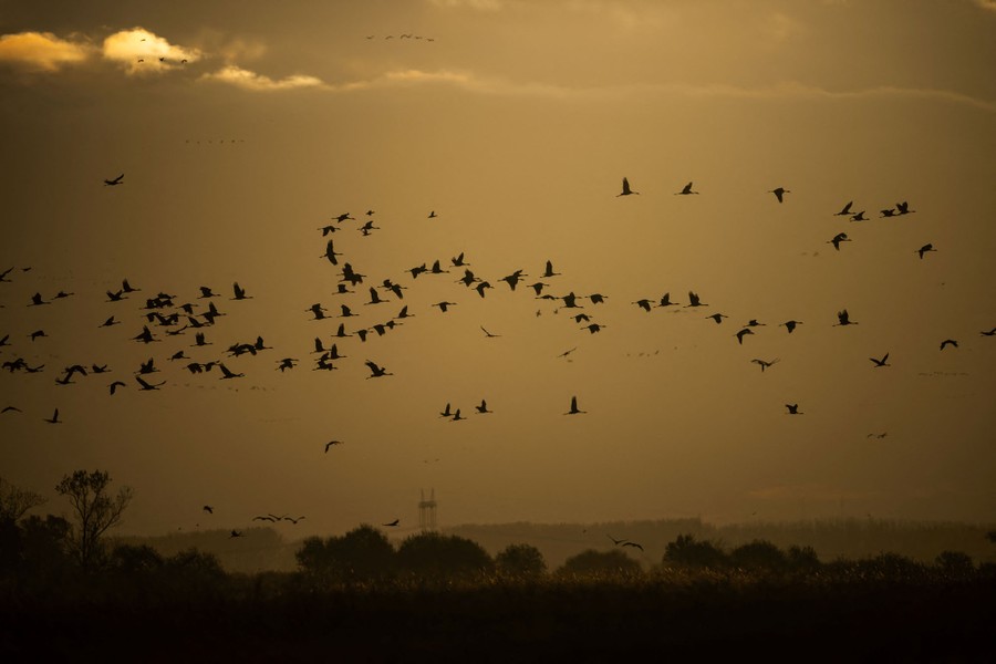 A flock of cranes flies over a field.