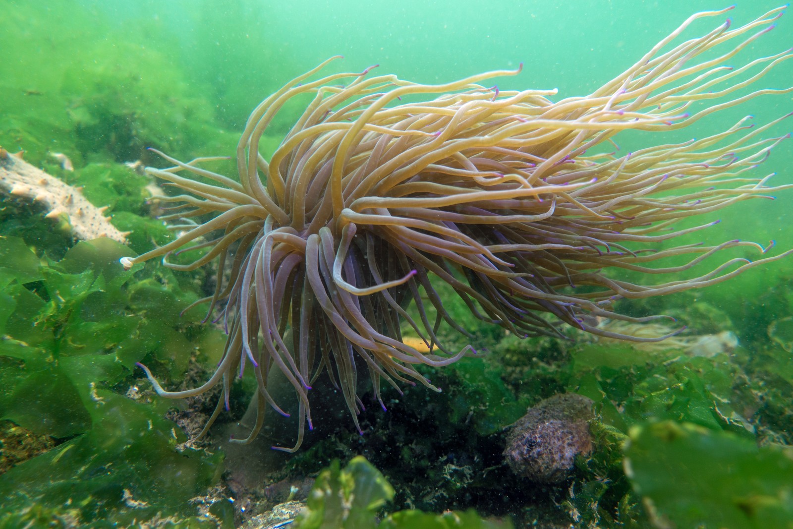 An anemone flows in a current on the seafloor.