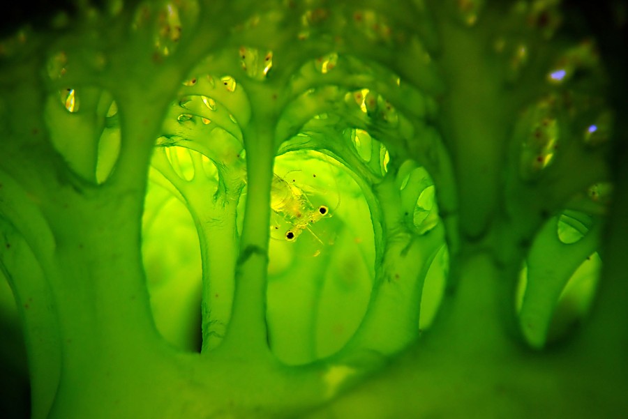 A tiny shrimp is seen inside the branches of a sea squirt.